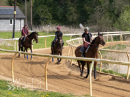 EL080425-1 - Gold Link (leading)